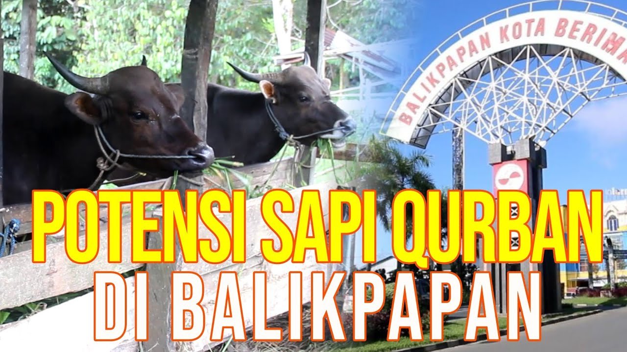 
                                 Peternakan-Sapi-Bali-Balikpapan